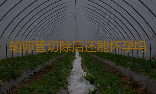 输卵管切除后还能怀孕吗